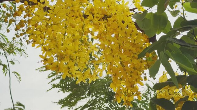 Close view of amaltas golden shower tree with dense clusters of bright yellow flowers swaying gently in wind, sunlight filtering through petals in a vibrant summer outdoor scene
