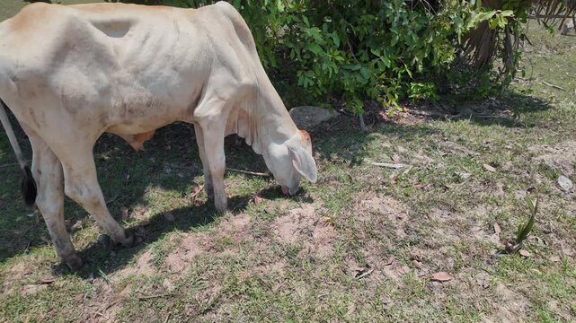 close up of a zebu cow grazes on sparse grass and dirt in a rural field with green foliage in the background.