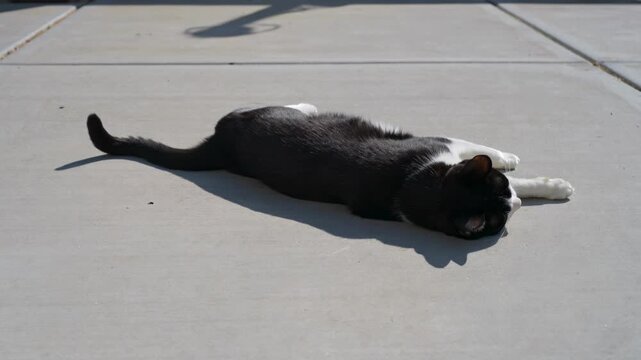Joyful tuxedo cat completely surrenders to the golden rays on a sun-drenched outdoor path