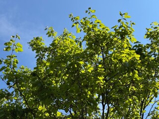 Fototapeta premium Quercus petraea, commonly known as sessile oak, featuring bright green lobed leaves illuminated by sunlight against a clear blue sky, captured from a low angle in a natural outdoor setting.