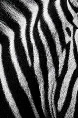Obraz premium smooth high contrast striped fur texture of a zebra animal filling the entire frame