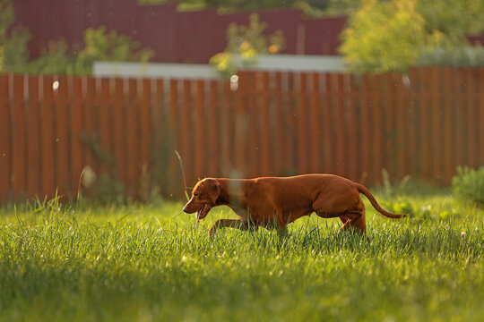 Hungarian Vizsla dog stalking in green grass at sunset. Hunting pose, wooden fence background, warm golden hour light. Natural behavior, active pet lifestyle, muscular red dog outdoors.