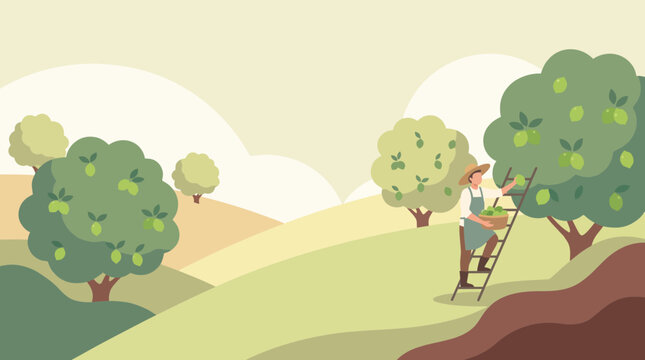 Flat Illustration of a Farmer Harvesting Citrus in an Orchard