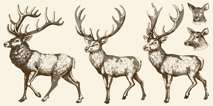 Deer and antlers illustration set vintage engraving style