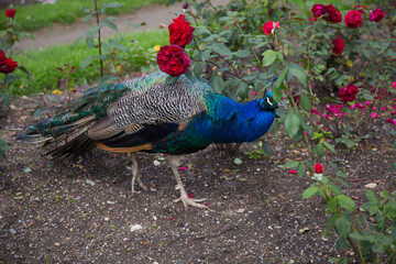 Obraz premium A beautiful peacock is strolling through the garden, where roses are in bloom and the grass is green.