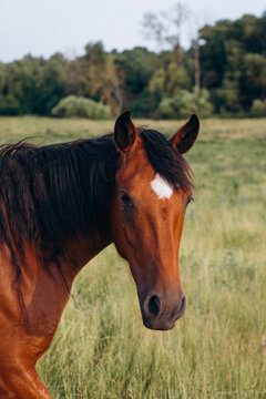 Brown horse in a green field looking forward