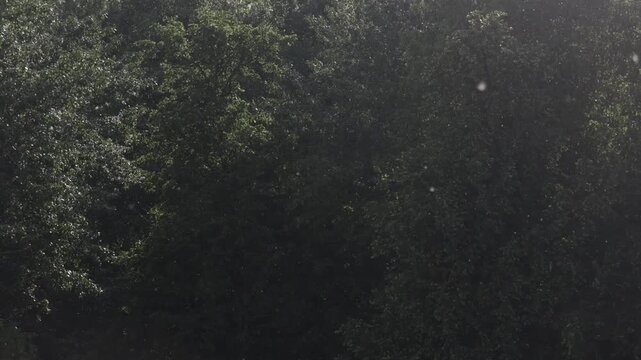 Poplar fluff in the air. Allergen and medicine. Environmental situation