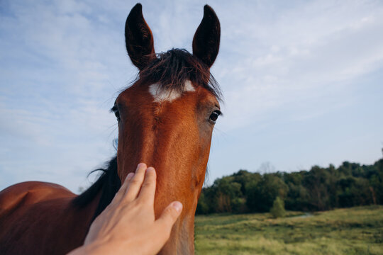Human hand gently petting brown horse muzzle