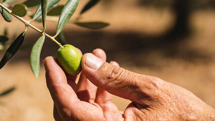 Fototapeta premium Close look at a hand touching a green olive on an olive tree branch in an agricultural setting