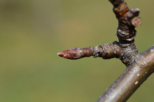 A close up of small brown buds on a japanese pear tree branch in winter - Latin name - Pyrus pyrifolia