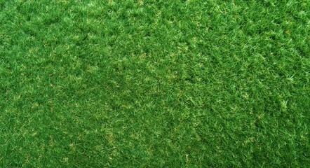 Fototapeta premium A close-up view of a lush, green grass field with dense, healthy blades covering the ground uniformly.