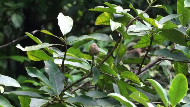 Annona sp. hanging on the tree. Annona or Anona is a genus of flowering plants in the pawpaw or sugar apple family, Annonaceae.