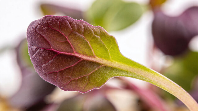 A microgreen leaf with clear features including veins and color