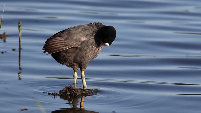 Common Coot preening feathers on a small mound in a lake during sunny day