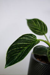 Close up of beautiful Philodendron Birkin leaves with green and white striped variegation against white background. © Patompong