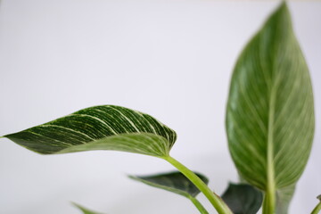 Close up of beautiful Philodendron Birkin leaves with green and white striped variegation against white background. © Patompong