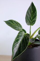 Close up of beautiful Philodendron Birkin leaves with green and white striped variegation against white background. © Patompong