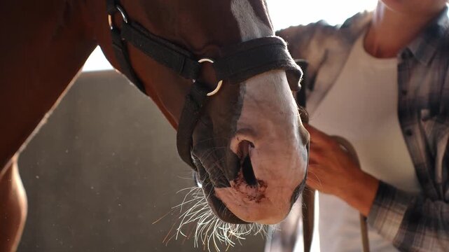Young woman adjusting bridle on brown horse in indoor arena. Female rider preparing horse for training in stable. Concept of professional animal care, equestrian equipment and trust, equestrian sports