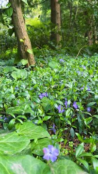 Purple periwinkle flowers blooming in the green forest. Close up of wild vinca plants on a sunny woodland floor. Beautiful nature background with summer forest greenery. 