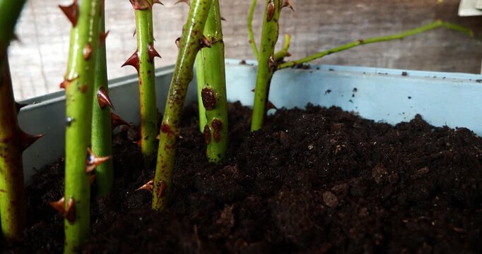 Detailed macro shot of a gardener planting several green rose cuttings with thorns into dark, fertile soil inside a blue container for propagation, showcasing a common gardening technique.