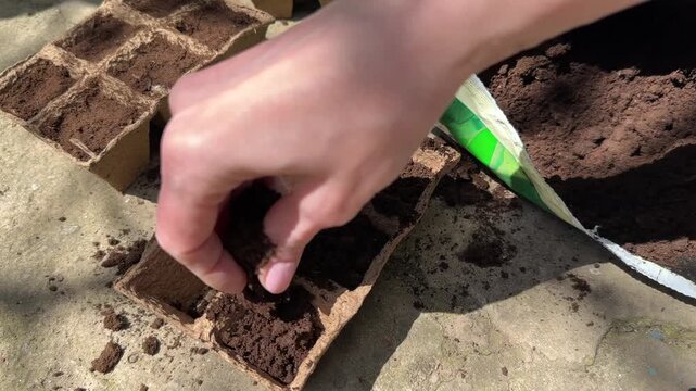 Female hands fill peat pots with soil from bag for seedling planting