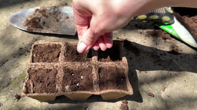 Woman sows seeds into peat pots closeup camera zoom