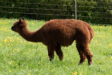 Fototapeta premium alpaka tier natur lama