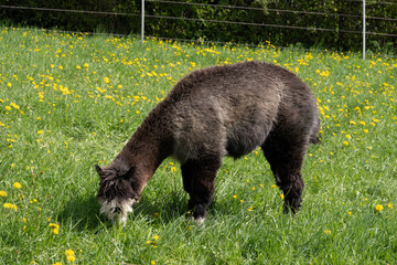 Fototapeta premium alpaka tier natur lama