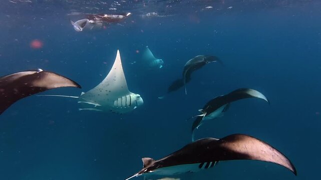 Group of reef manta rays feeding in blue ocean