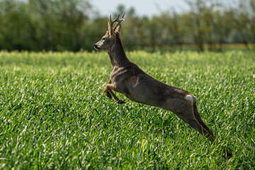 Roe deer. © pityke70