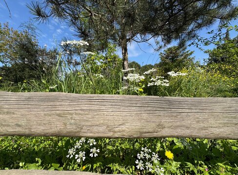 Orlaya grandiflora, known as white laceflower, growing in a natural meadow behind a rustic wooden fence, captured in sunlight with wildflowers, greenery and blue sky in a peaceful outdoor setting.