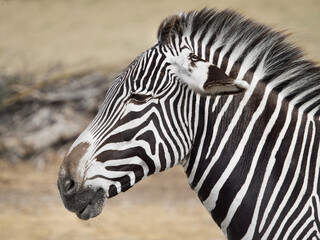 Naklejka premium Plains zebra portrait in natural habitat, African wildlife animal with black and white stripes