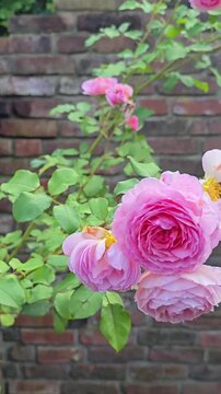 Beautiful pink climbing roses blooming against brick wall