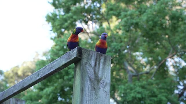 rainbow lorikeets perched on wooden fence with green background Australia wildlife