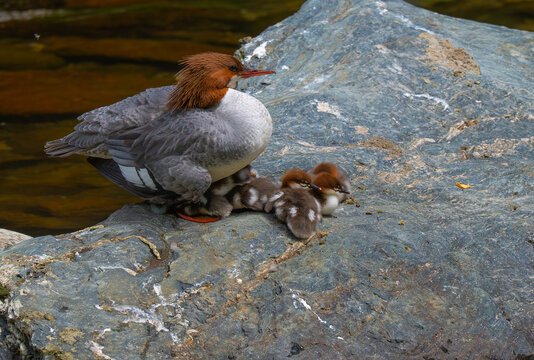Common merganser hen and ducklings resting on a rock in the middle of Little River near Townsend, Tennessee in the Great Smoky Mountains National Park
