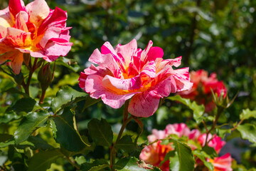 Obraz premium Beautiful roses bloom in a garden during daylight hours showing vibrant colors and rich details