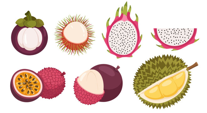 Set of tropical fruit icons including dragon fruit, durian, mangosteen, and rambutan on white.