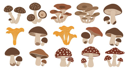 Set of various flat mushroom illustrations including chanterelles and amanitas on white background. © Kental