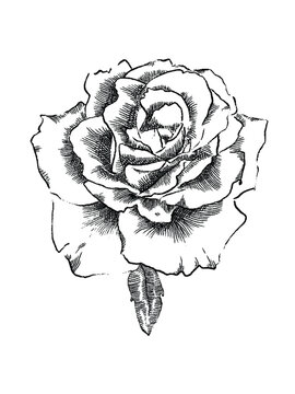 Rose Illustration Blackline Transparent png black flower roses vintage antique copperplate etching digital sketch crosshatch shaded petals decorative floral element asset florist garden plant nature
