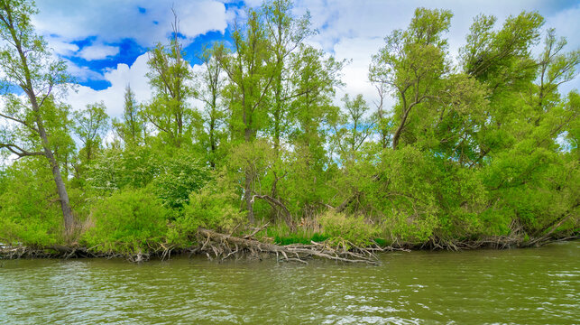 Biesbosch National Park, Noord-Brabant Province, Holland, Netherlands, Europe