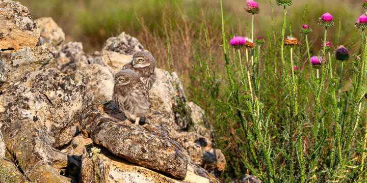 Little Owl, Athene noctua, Mediterranean Forest, Castilla y Leon, Spain, Europe