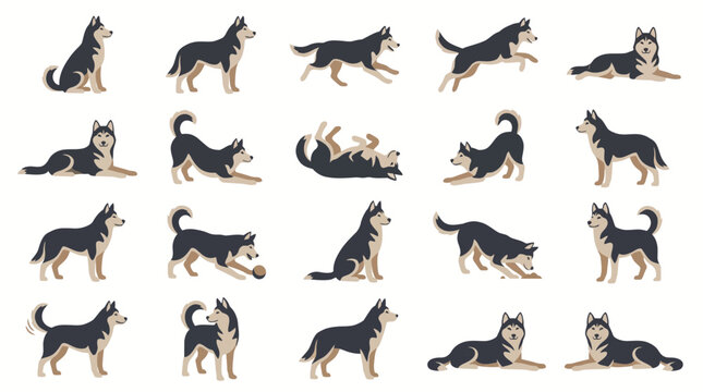 Siberian Husky dog action poses vector illustration set