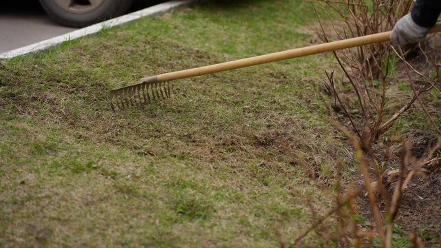 Spring manual lawn scarification with a rake