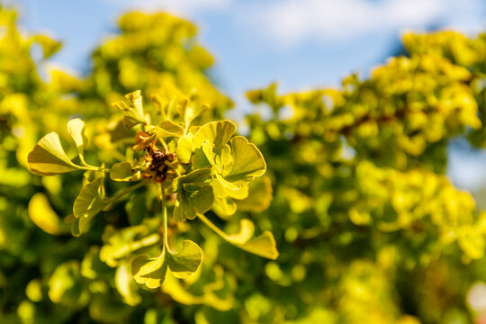 Ginkgo biloba tree leaves in a garden under the sun during the afternoon hours in a city park setting