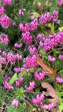 Close up of purple lamium purpureum flowers. Red dead-nettle or lamium maculatum blooming in the garden. Wildflowers of the lamiaceae family growing in the green grass. Vertical video.