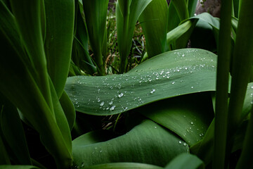 Close up view of water drops resting on a broad green plant leaf. Crisp macro details represent morning dew freshness and spring rain concepts. © Tetiana