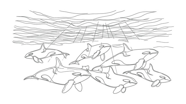 Line art illustration of a pod of orca whales swimming underwater.