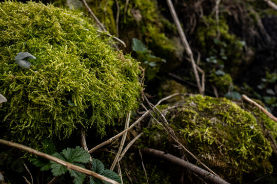 Close up view of bright green moss growing on forest stones and branches. Detailed natural texture represents forest ecosystem and environmental conservation concept.
