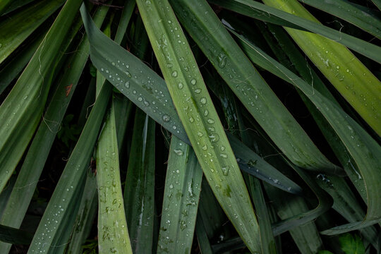 Close-up top view of long green tropical leaves covered in fresh morning dew or raindrops, creating a dark moody natural background texture for eco-friendly design.