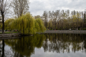 Fototapeta premium Tranquil spring landscape of a calm city park pond reflecting lush green trees and a weeping willow over the water under a cloudy sky, creating a peaceful nature background.